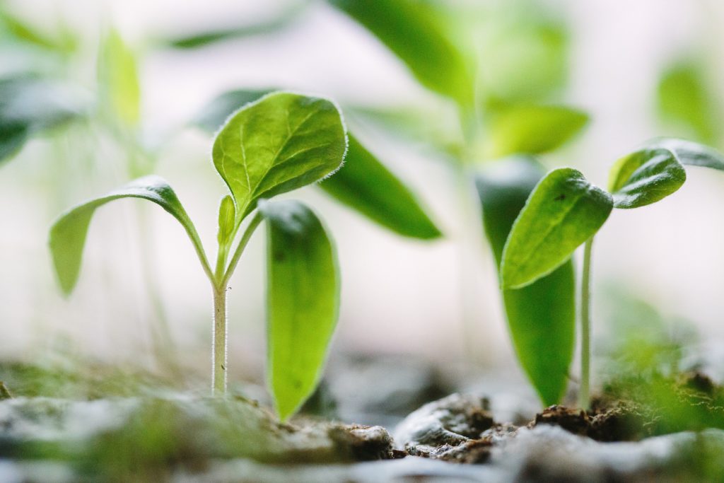 soil - plants