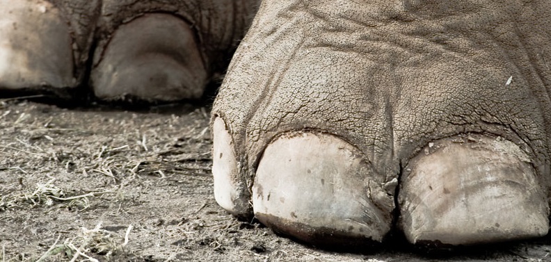 elephant_feet_by_scarletarts